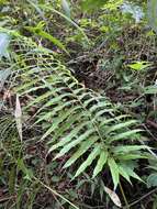 Image of Menisciopsis cyatheoides (Kaulf.) S. E. Fawc. & A. R. Sm.