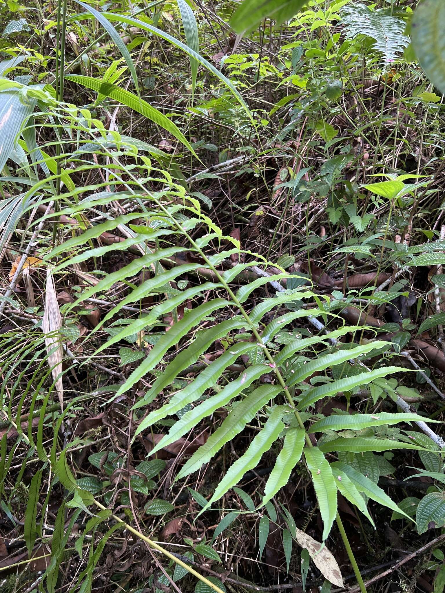 Image of Menisciopsis cyatheoides (Kaulf.) S. E. Fawc. & A. R. Sm.