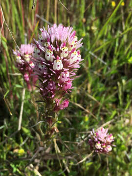 Image of Castillejinae