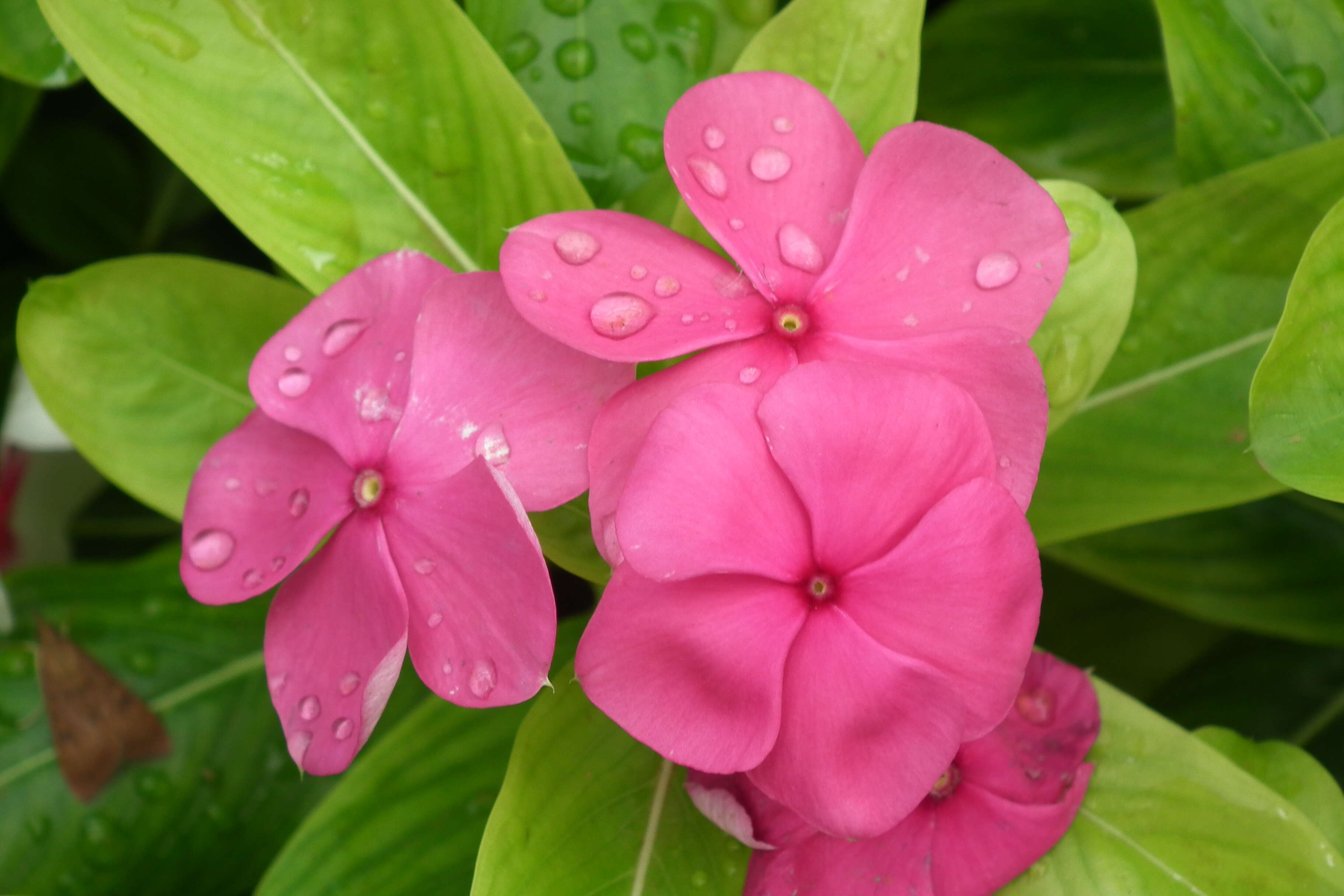 Image of Madagascar periwinkle