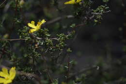 Image of Hibbertia microphylla Steud.