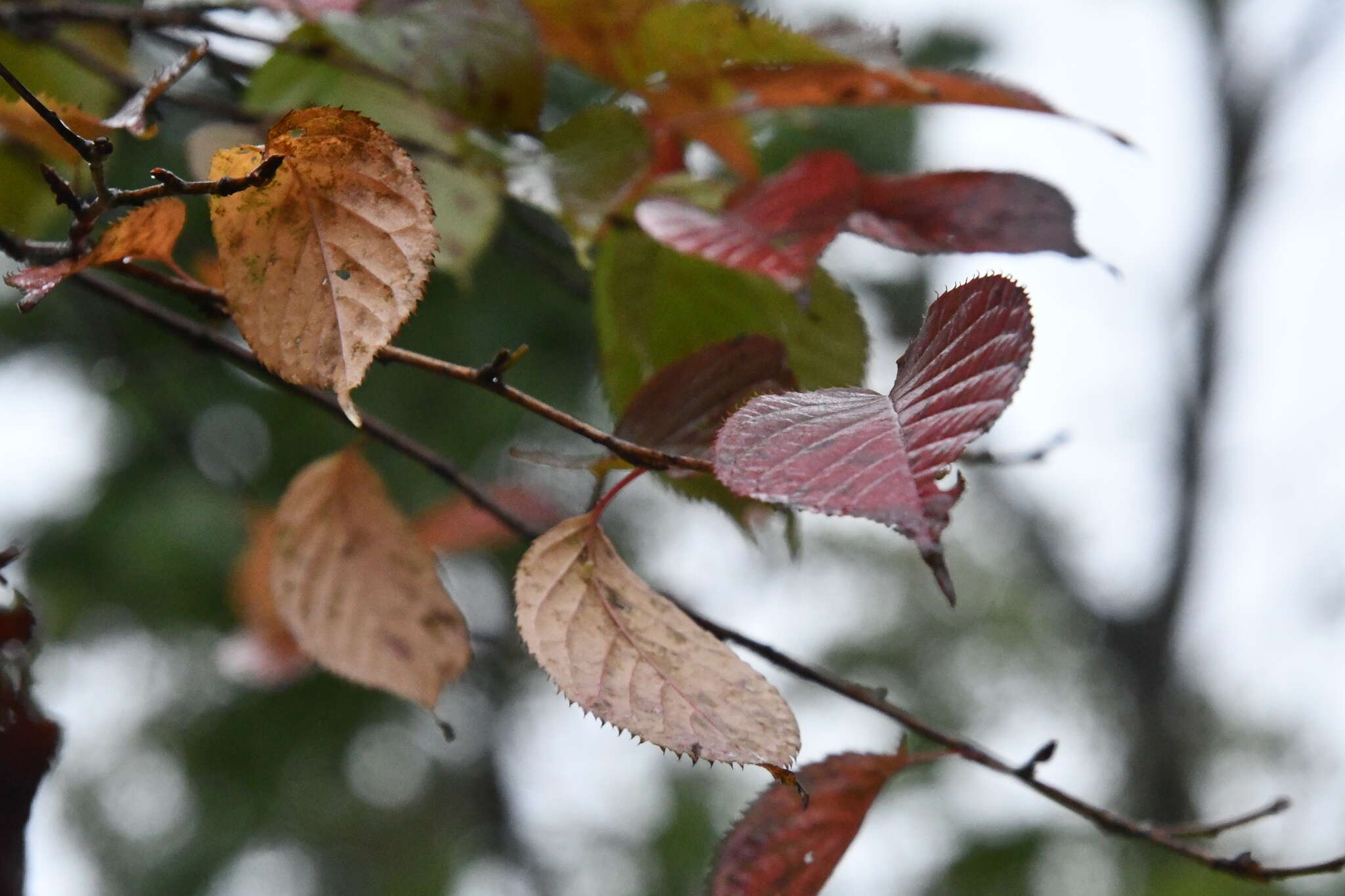 Image de Prunus sargentii Rehd.