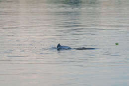 Image of Amazon River Dolphin