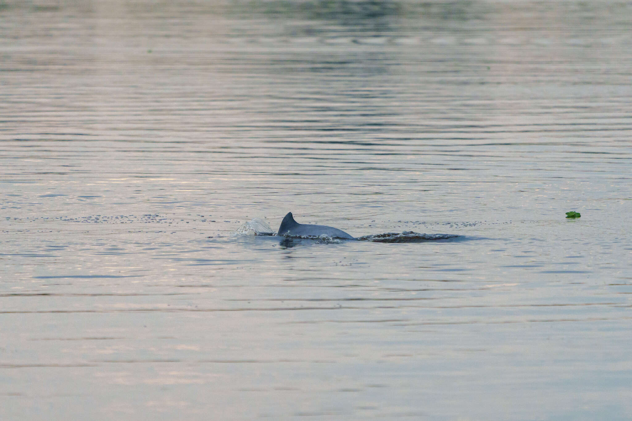 Image of Amazon River Dolphin