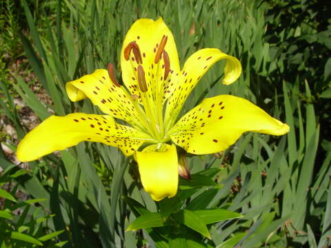 Image of Tiger lily