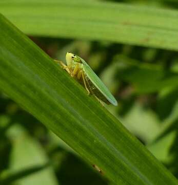 Image of Draeculacephala noveboracensis (Fitch 1851)