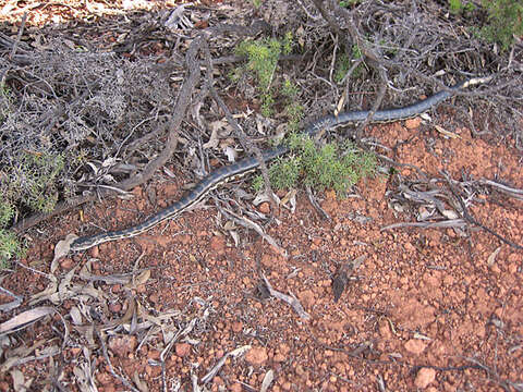 Image of Morelia spilota imbricata (L. A. Smith 1981)