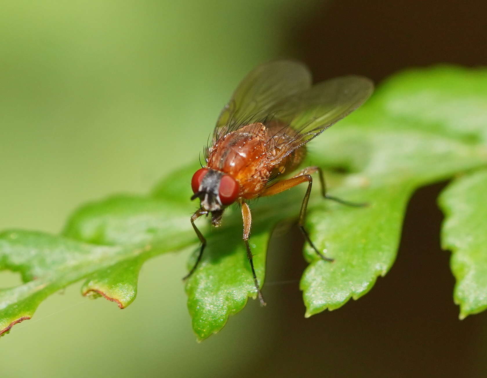 Helinomydaea flavofusca (Malloch 1924) resmi