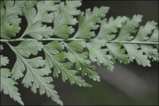 Image of Dennstaedtia wilfordii (T. Moore) H. Christ