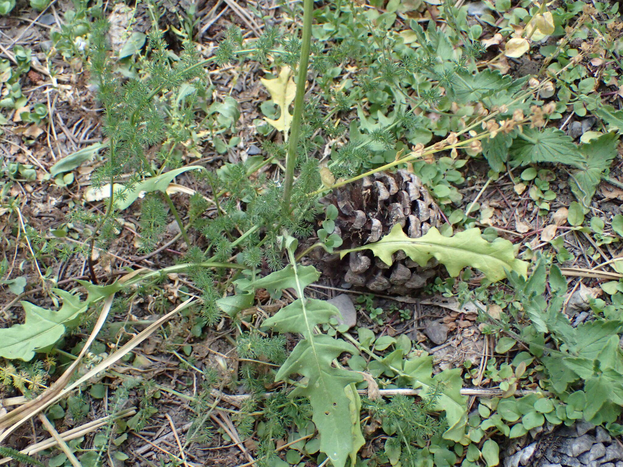 Слика од Sisymbrium austriacum Jacq.