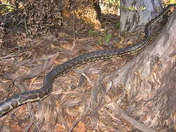 صورة Morelia spilota imbricata (L. A. Smith 1981)