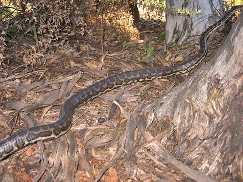 Image of Morelia spilota imbricata (L. A. Smith 1981)