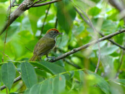 صورة Hylophilus amaurocephalus (Nordmann 1835)