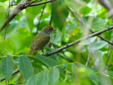 Image of Gray-eyed Greenlet