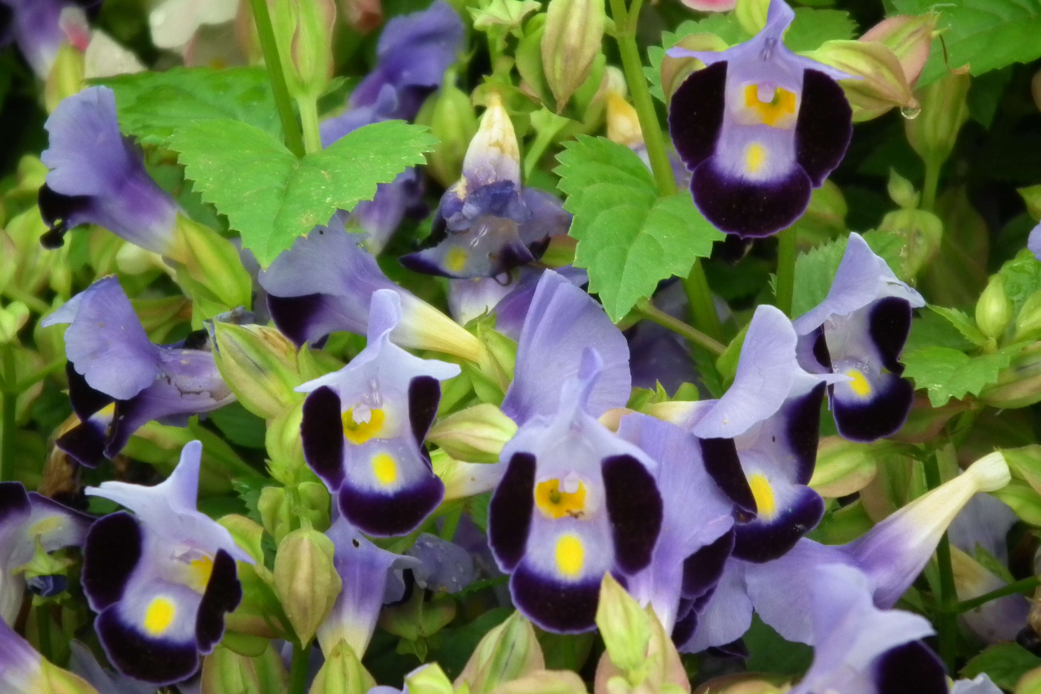 Image de Torenia fournieri Linden ex E. Fourn.