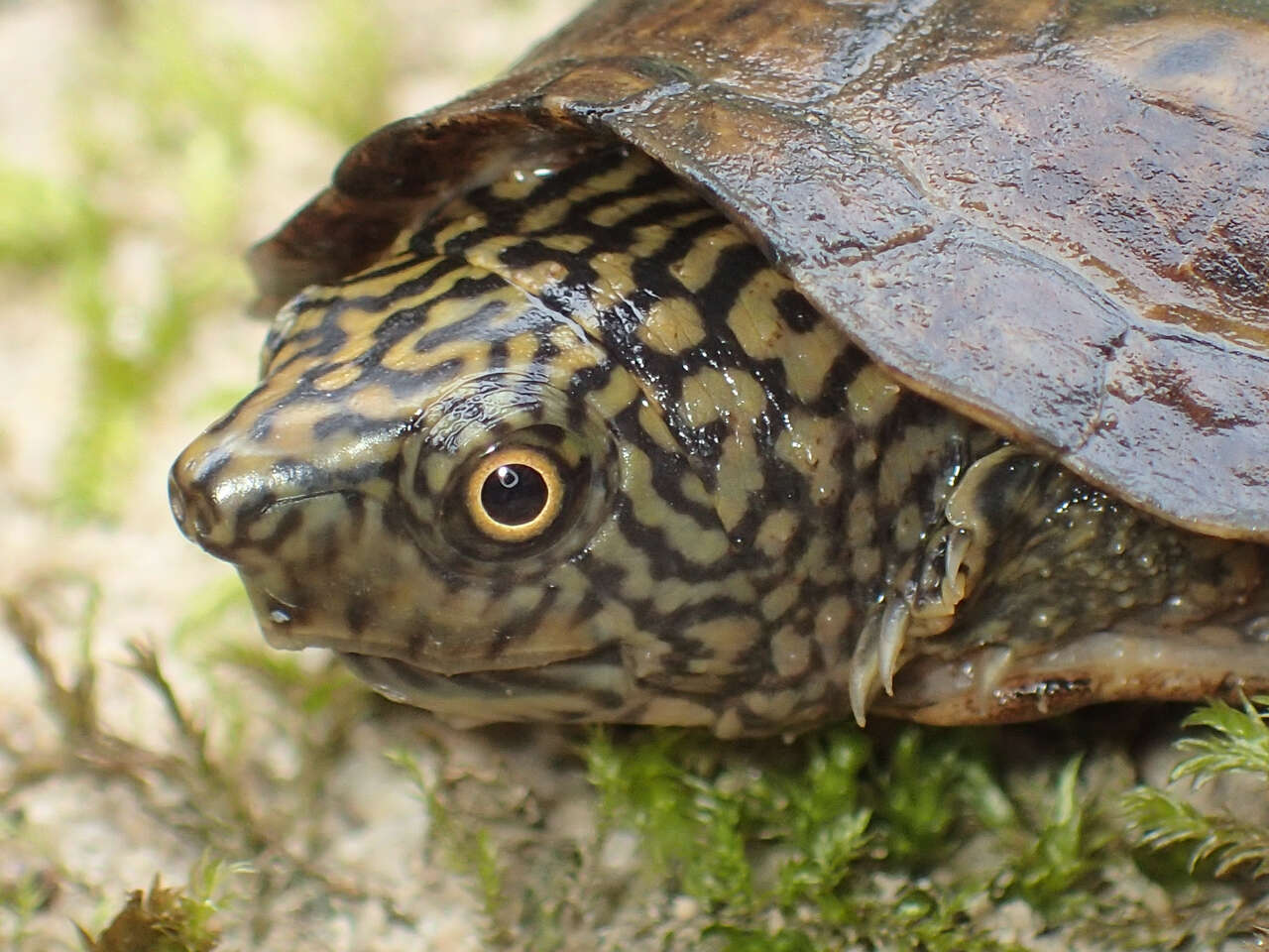 Image of Flattened Musk Turtle