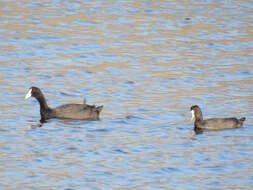 Imagem de Fulica cristata Gmelin & JF 1789