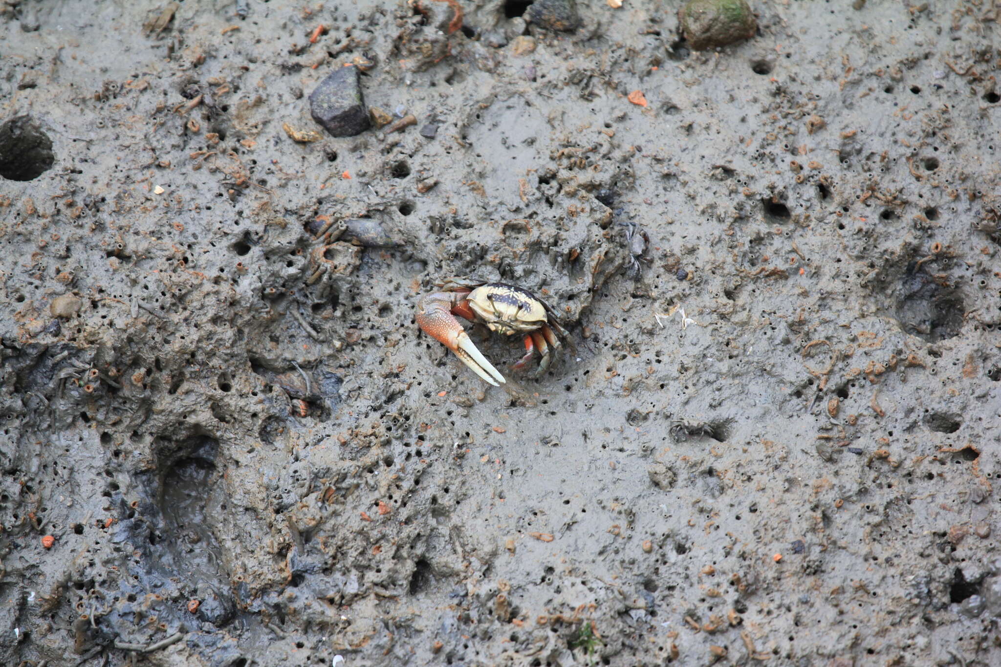 Image of Fiddler Crab