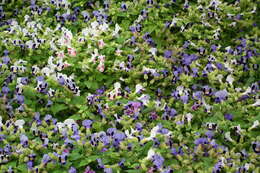 Image de Torenia fournieri Linden ex E. Fourn.