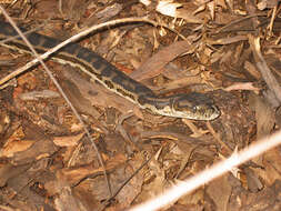 Image of Morelia spilota imbricata (L. A. Smith 1981)