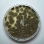 Imagem de Cladosporium perangustum Bensch, Crous & U. Braun 2010