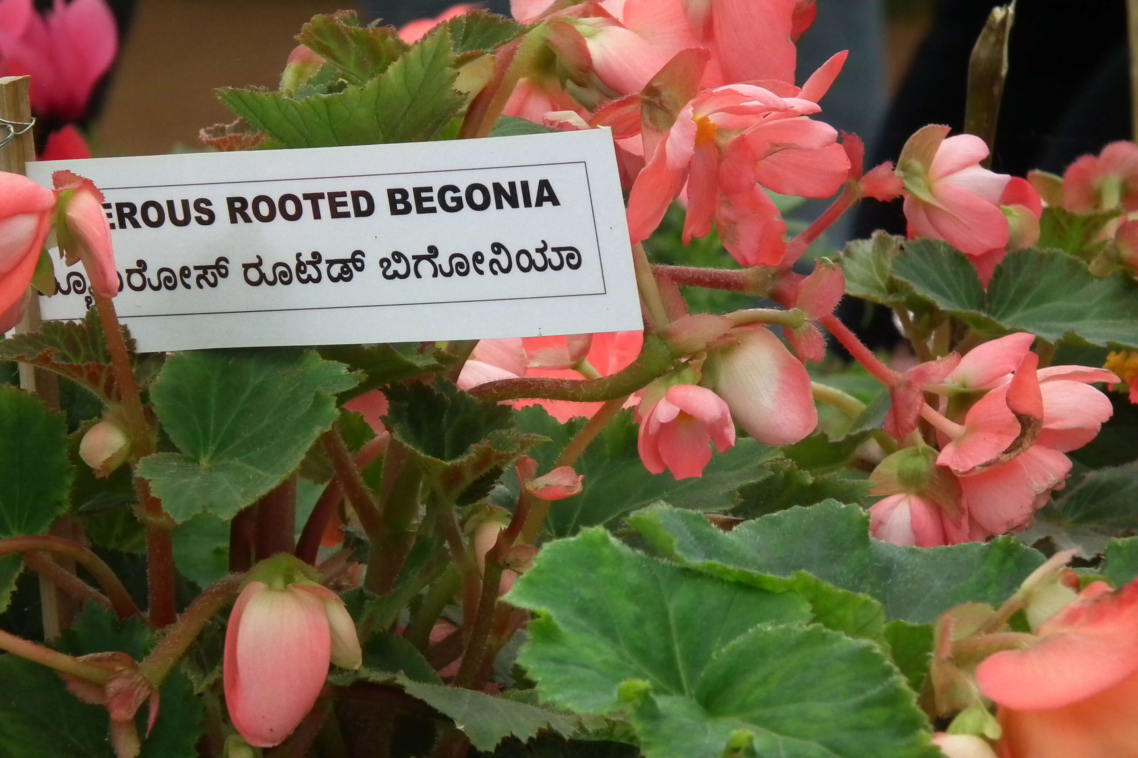 Image of Begonia tuberhybrida Voss