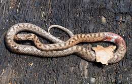 Image of Southern Smooth Snake