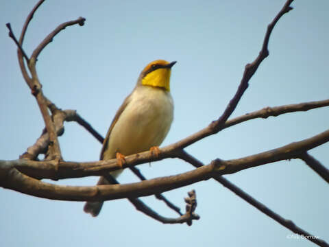 Image of Black-collared Eremomela