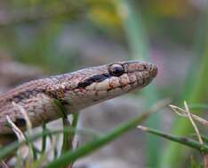 Image of Southern Smooth Snake