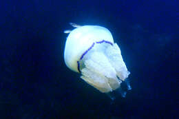 Image of barrel jellyfish