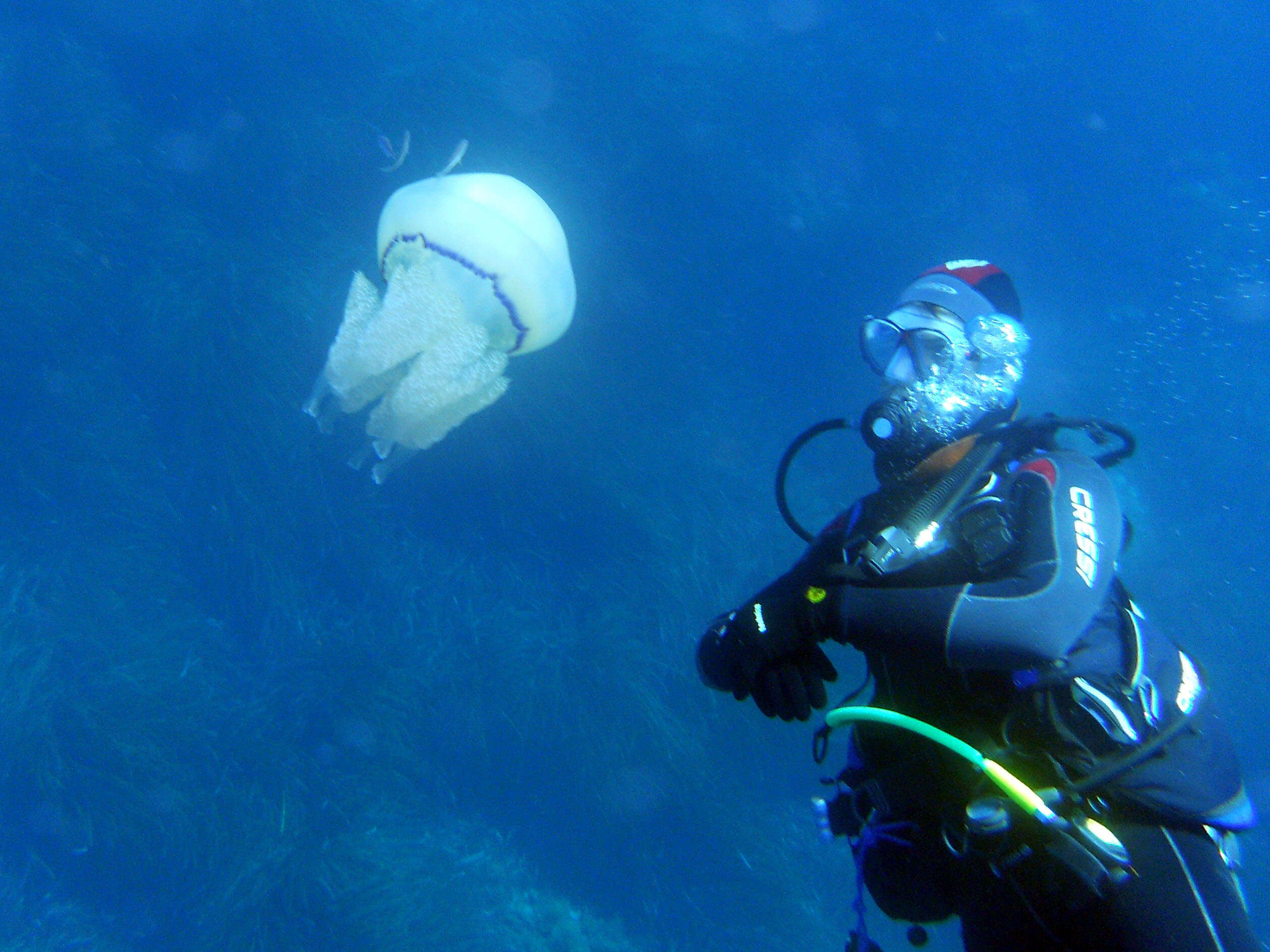 Image of barrel jellyfish