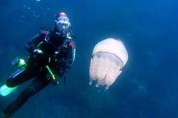 Image of barrel jellyfish