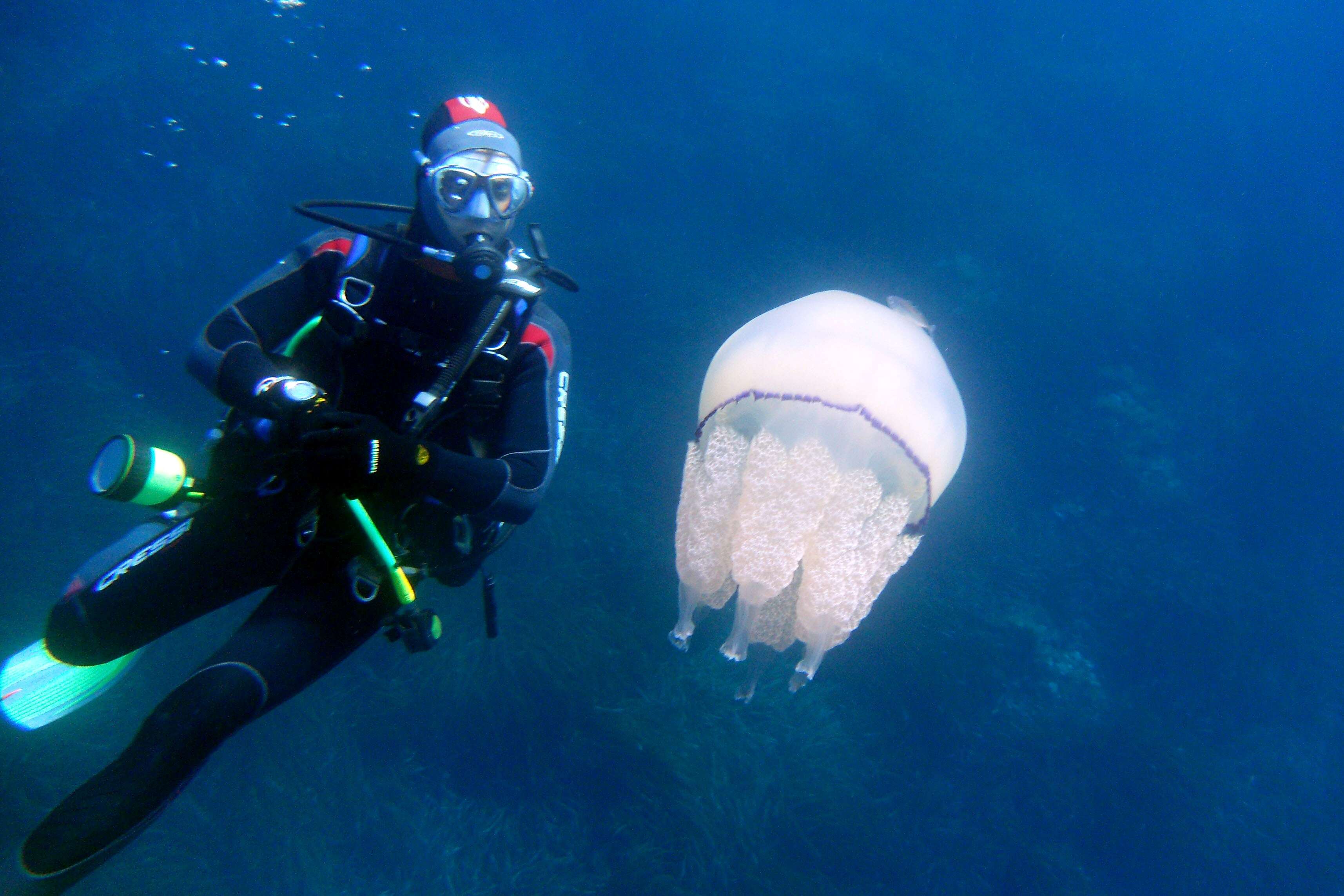 Image of barrel jellyfish