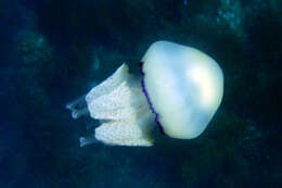 Image of barrel jellyfish