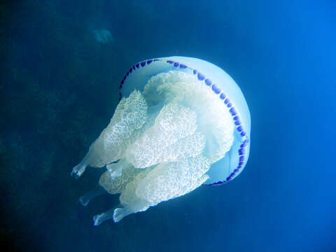 Image of barrel jellyfish