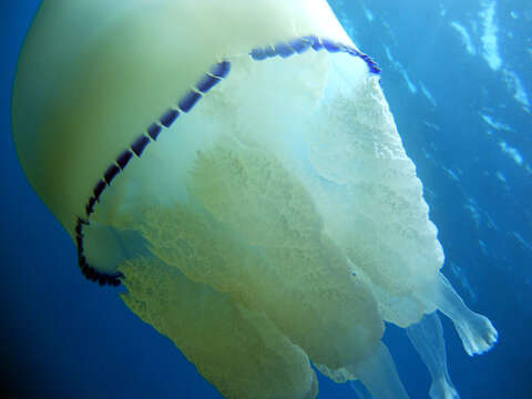 Image of barrel jellyfish