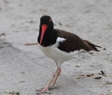 Image of Haematopus palliatus palliatus Temminck 1820