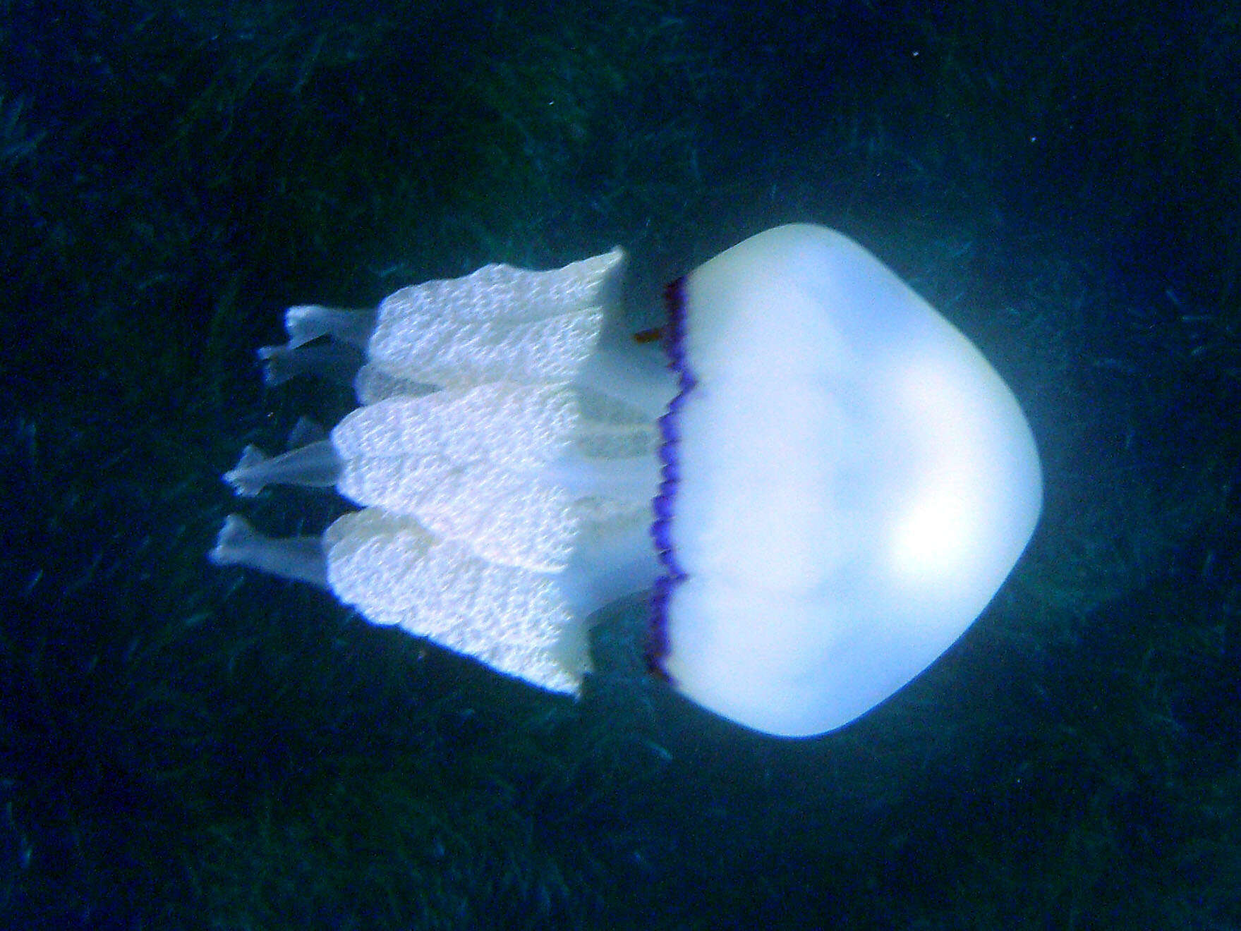 Image of barrel jellyfish