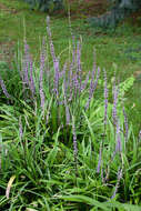 Image of Big blue lilyturf'