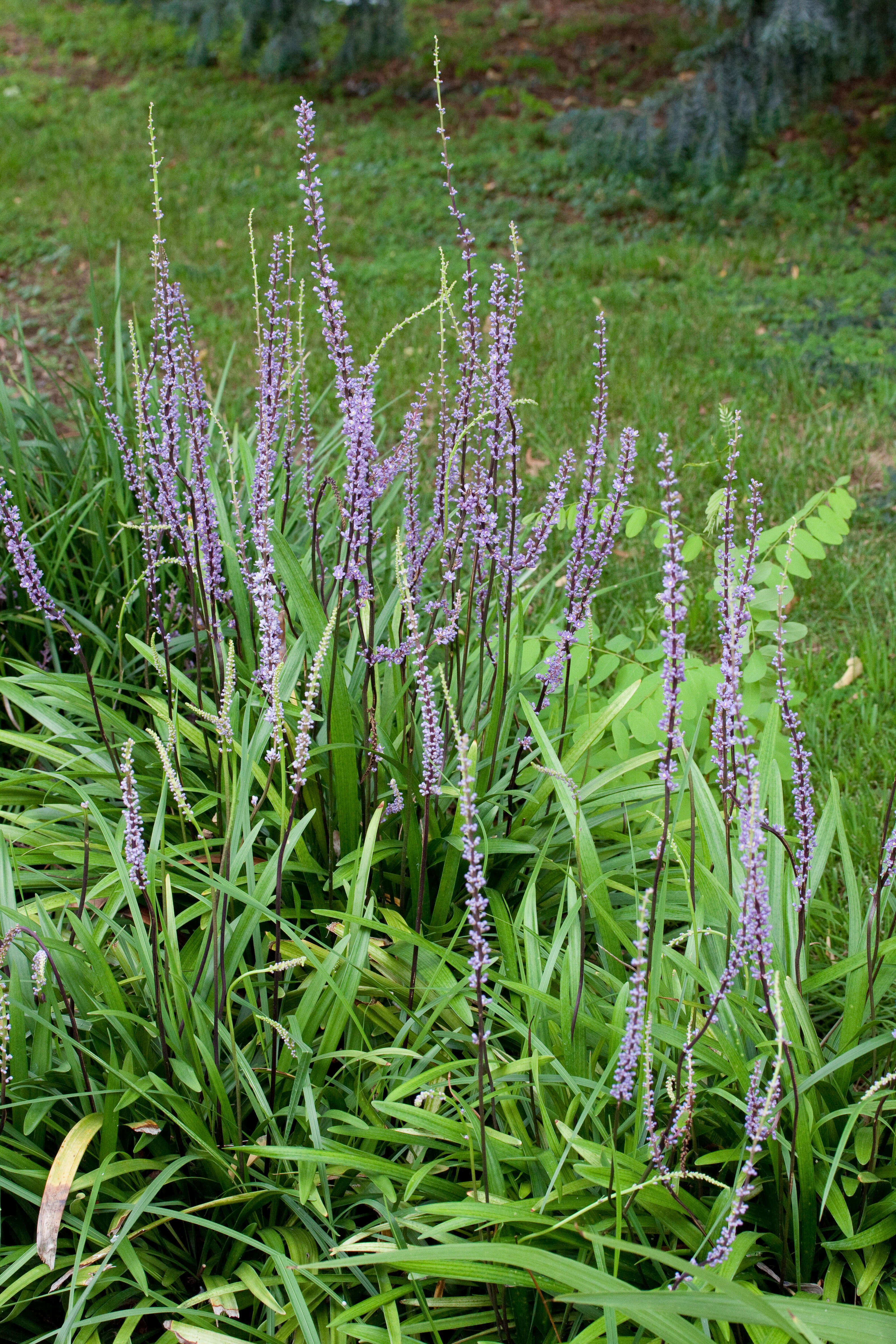 Image of Big blue lilyturf'