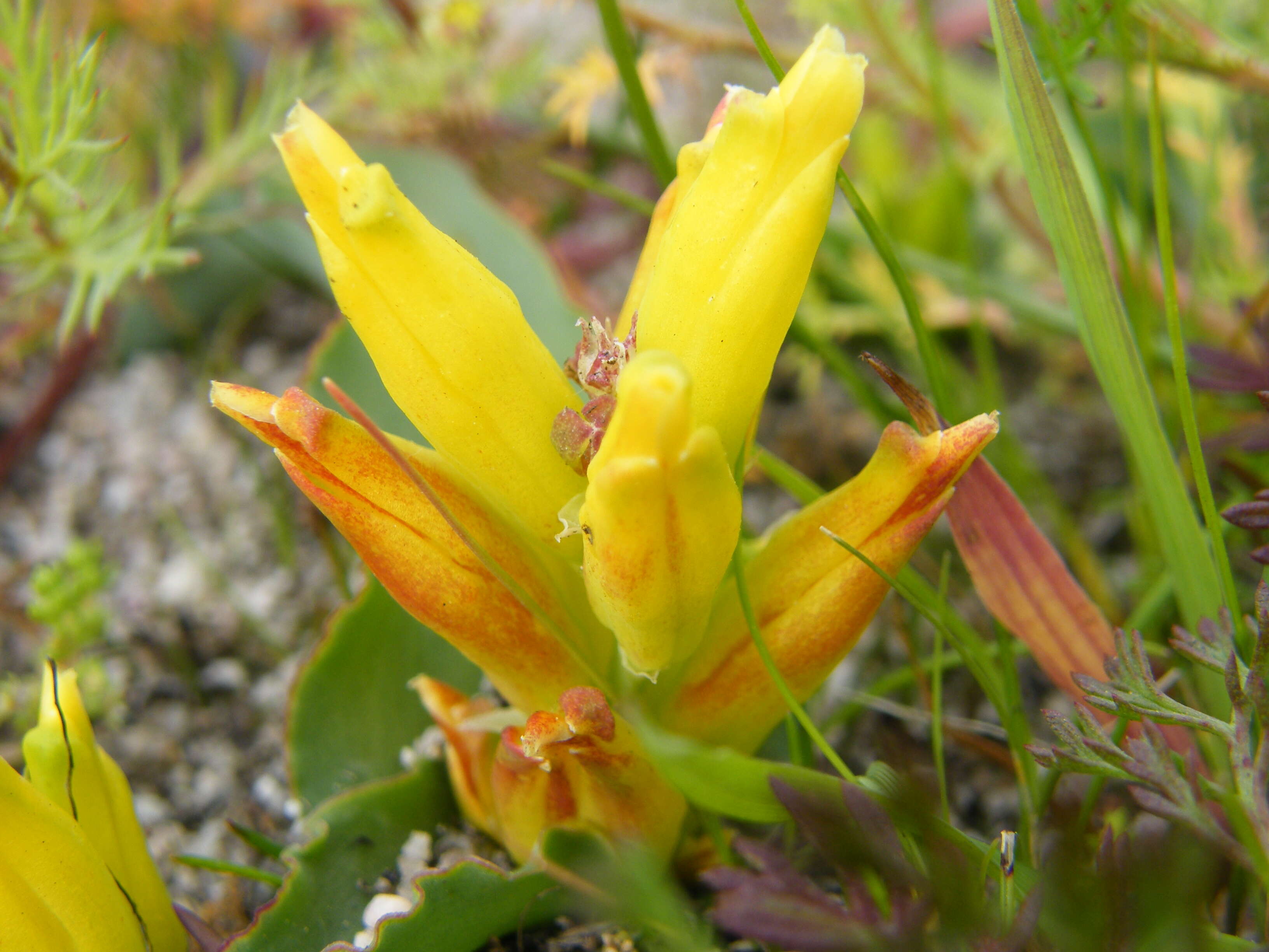 Imagem de Lachenalia reflexa Thunb.