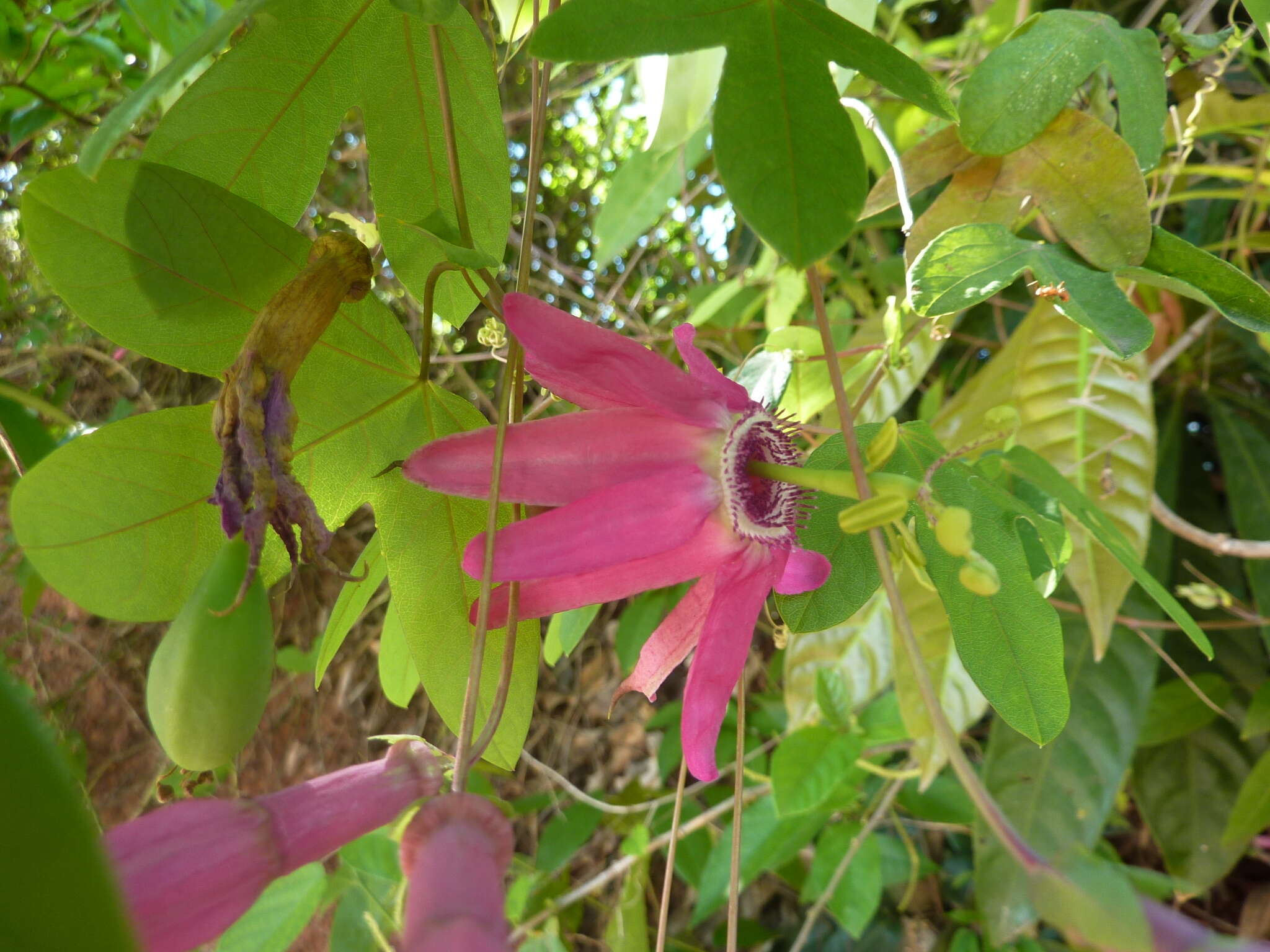 Image of Passiflora tarapotina Harms