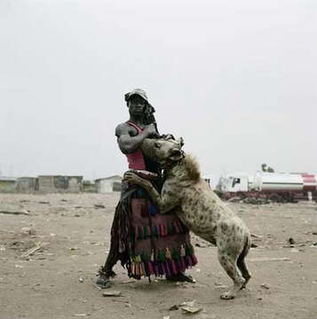 Image of Spotted Hyaenas