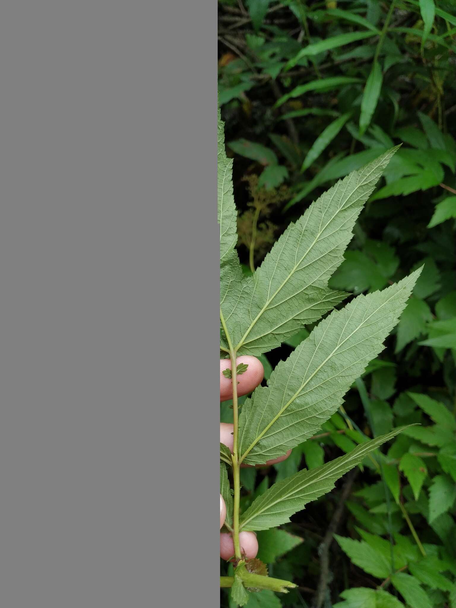 Plancia ëd Filipendula ulmaria subsp. denudata (J. & C. Presl) Hayek