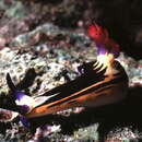 Image of Nembrotha megalocera Yonow 1990