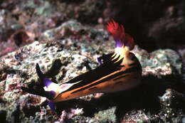 Image of Nembrotha megalocera Yonow 1990