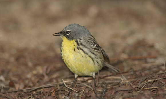 Image of Kirtland's Warbler