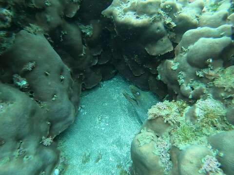 Image of Speckled moray