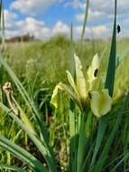 Image of Grant Duff's Iris