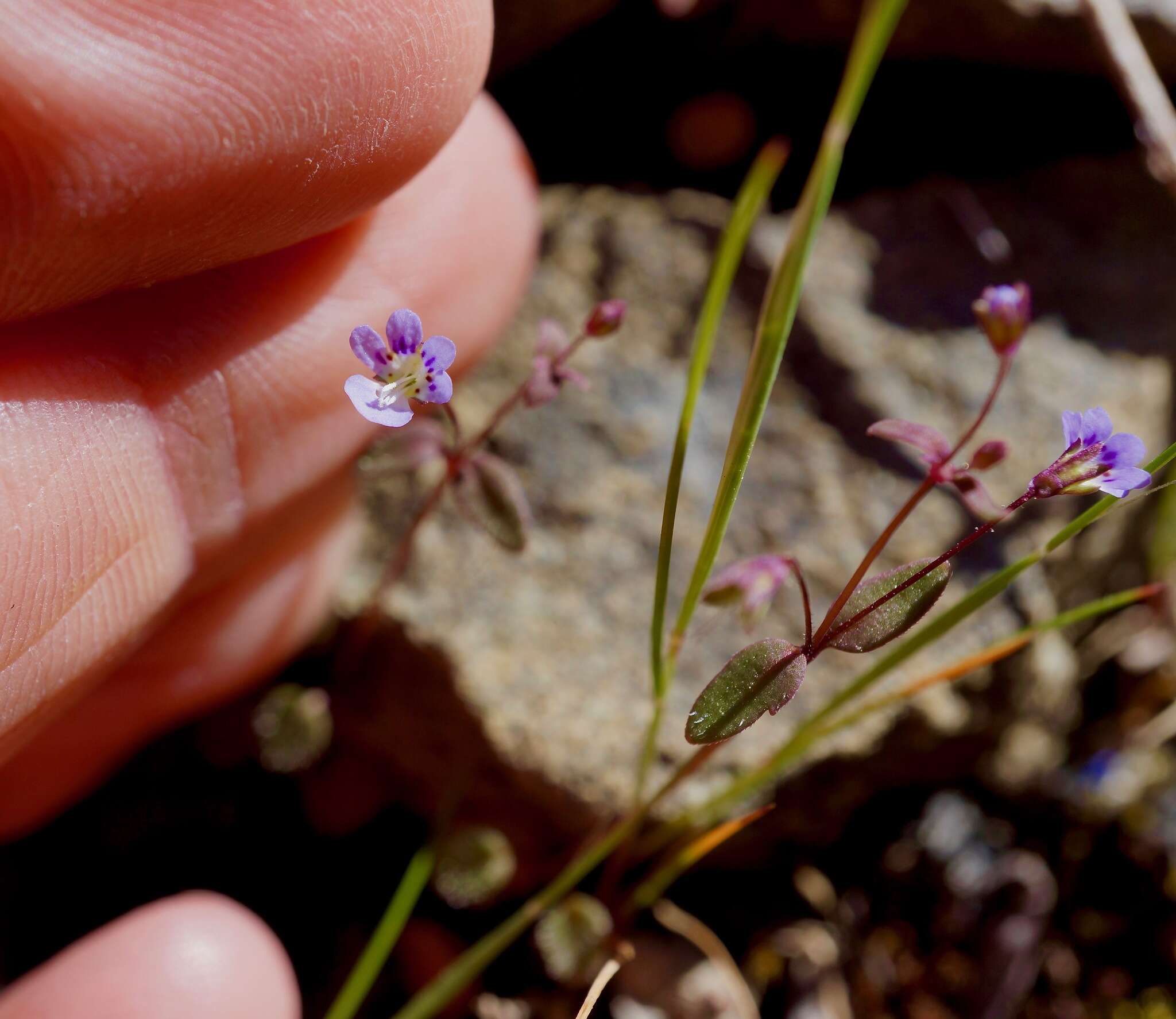 Image of Small-flower Tonella